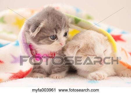 Munchkin Kittens View Large Photo Image Stock Image - Munchkin Kittens. Fotosearch