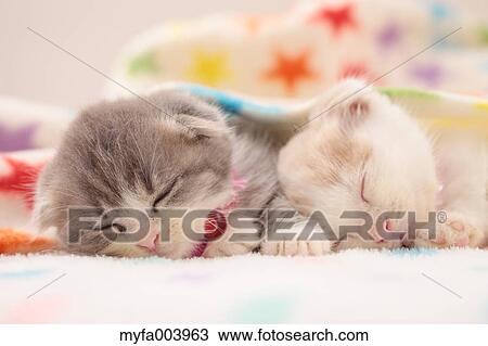 Munchkin Kittens View Large Photo Image Stock Image - Munchkin Kittens. Fotosearch