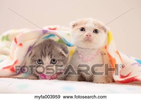 Munchkin Kittens View Large Photo Image Stock Photo - Munchkin Kittens. Fotosearch