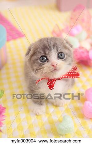 Munchkin View Large Photo Image Picture - Munchkin. Fotosearch