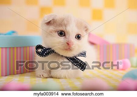 Munchkin View Large Photo Image Picture - Munchkin. Fotosearch