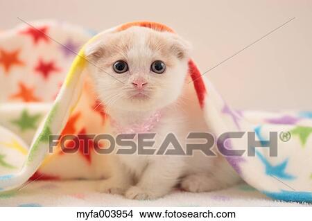 Picture - Munchkin. Fotosearch