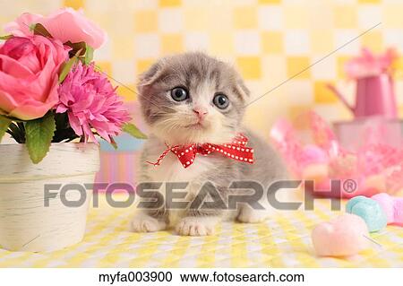 Stock Image - Munchkin. Fotosearch