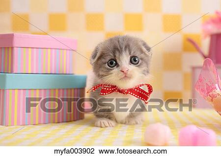 Munchkin View Large Photo Image Stock Image - Munchkin. Fotosearch