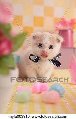 Munchkin View Large Photo Image Stock Image - Munchkin. Fotosearch