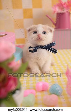 Munchkin View Large Photo Image Stock Image - Munchkin. Fotosearch