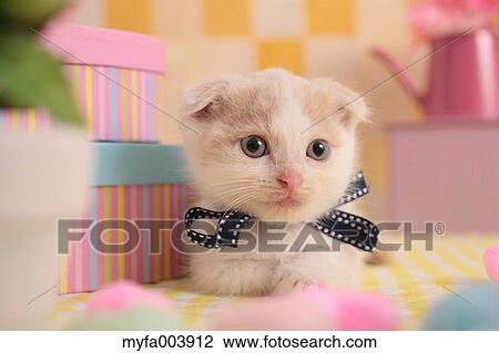Stock Image - Munchkin. Fotosearch
