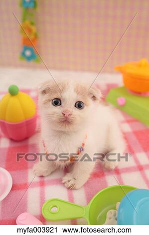 Munchkin View Large Photo Image Stock Image - Munchkin. Fotosearch