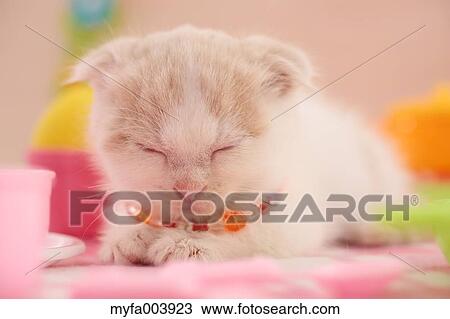 Munchkin View Large Photo Image Stock Image - Munchkin. Fotosearch