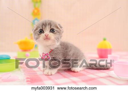 Munchkin View Large Photo Image Stock Image - Munchkin. Fotosearch