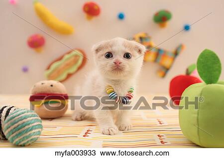 Munchkin View Large Photo Image Stock Image - Munchkin. Fotosearch