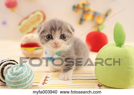 Munchkin View Large Photo Image Stock Image - Munchkin. Fotosearch