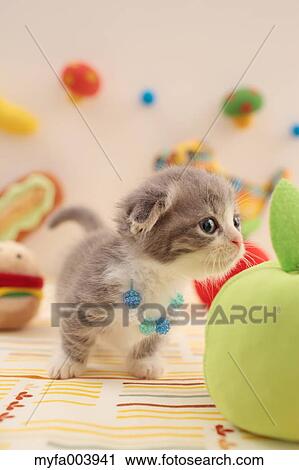 Munchkin View Large Photo Image Stock Image - Munchkin. Fotosearch