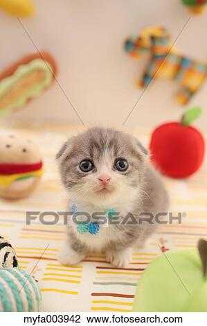 Munchkin View Large Photo Image Stock Image - Munchkin. Fotosearch