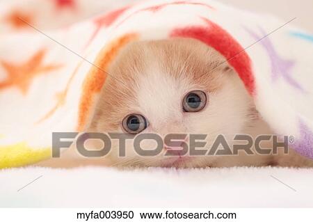 Munchkin View Large Photo Image Stock Image - Munchkin. Fotosearch