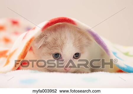 Munchkin View Large Photo Image Stock Image - Munchkin. Fotosearch