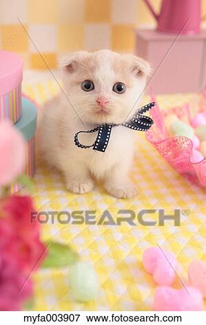 Munchkin View Large Photo Image Stock Photo - Munchkin. Fotosearch