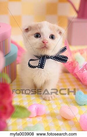 Munchkin View Large Photo Image Stock Photo - Munchkin. Fotosearch