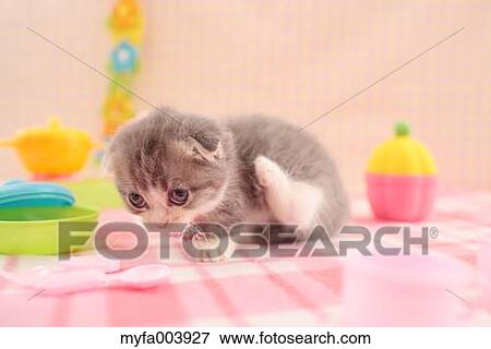 Munchkin View Large Photo Image Stock Photo - Munchkin. Fotosearch