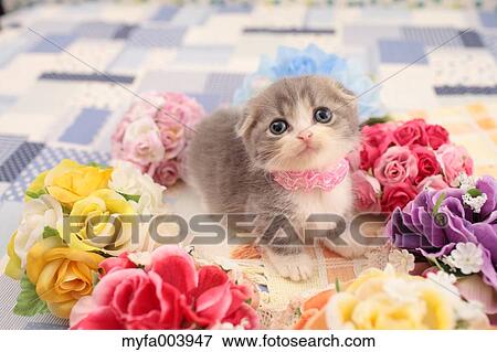 Munchkin View Large Photo Image Stock Photo - Munchkin. Fotosearch
