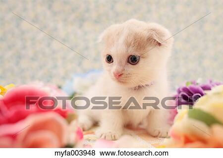 Munchkin View Large Photo Image Stock Photo - Munchkin. Fotosearch