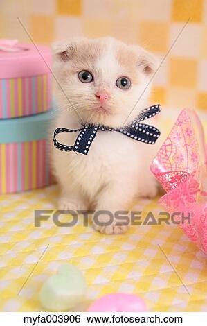 Stock Photograph - Munchkin. Fotosearch