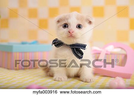 Munchkin View Large Photo Image Stock Photograph - Munchkin. Fotosearch