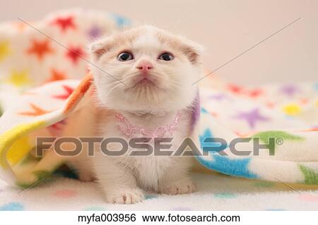 Munchkin View Large Photo Image Stock Photograph - Munchkin. Fotosearch