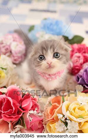 Munchkin View Large Photo Image Stock Photography - Munchkin. Fotosearch