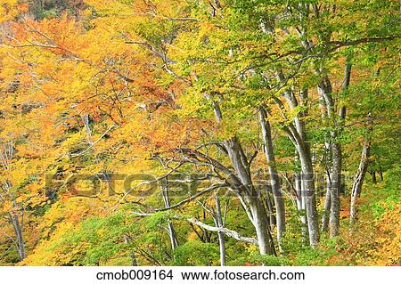 Picture - Nagano Prefecture, Japan. Fotosearch
