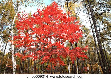 Nagano Prefecture, Japan View Large Photo Image Picture - Nagano Prefecture, Japan. Fotosearch