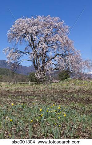 Nagano Prefecture, Japan View Large Photo Image Picture - Nagano Prefecture, Japan. Fotosearch