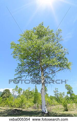 Picture - Nagano Prefecture, Japan. Fotosearch