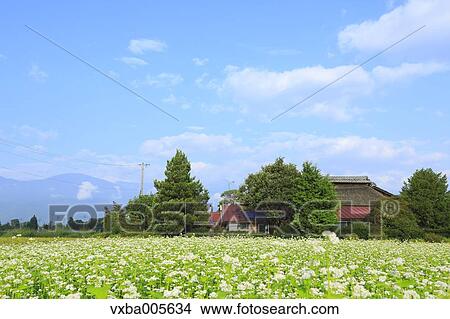 Picture - Nagano Prefecture, Japan. Fotosearch