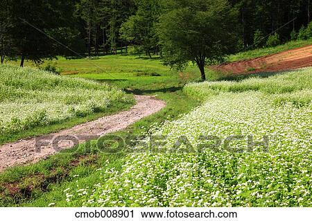 Nagano Prefecture, Japan View Large Photo Image Stock Image - Nagano Prefecture, Japan. Fotosearch