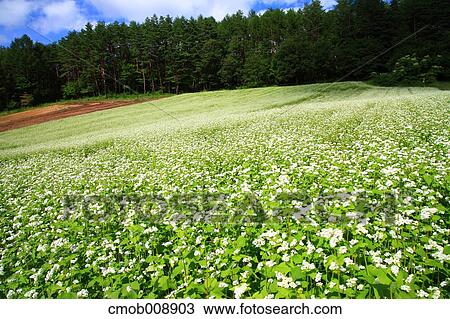Nagano Prefecture, Japan View Large Photo Image Stock Image - Nagano Prefecture, Japan. Fotosearch