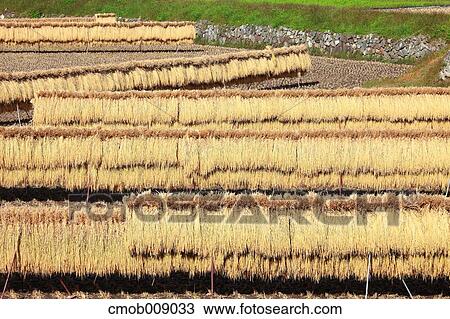 Stock Image - Nagano Prefecture, Japan. Fotosearch