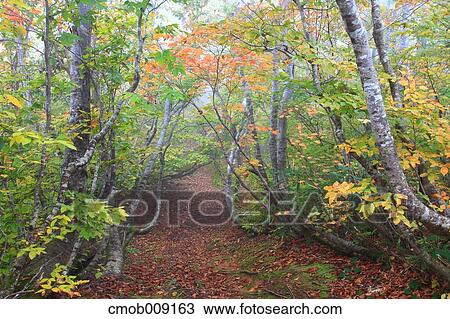 Nagano Prefecture, Japan View Large Photo Image Stock Image - Nagano Prefecture, Japan. Fotosearch