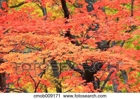 Nagano Prefecture, Japan View Large Photo Image Stock Image - Nagano Prefecture, Japan. Fotosearch