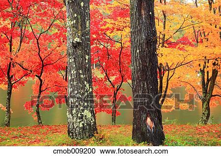 Nagano Prefecture, Japan View Large Photo Image Stock Image - Nagano Prefecture, Japan. Fotosearch