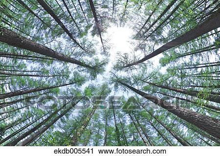 Nagano Prefecture, Japan View Large Photo Image Stock Image - Nagano Prefecture, Japan. Fotosearch