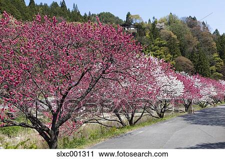 Nagano Prefecture, Japan View Large Photo Image Stock Image - Nagano Prefecture, Japan. Fotosearch
