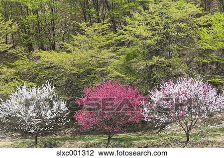 Nagano Prefecture, Japan View Large Photo Image Stock Image - Nagano Prefecture, Japan. Fotosearch