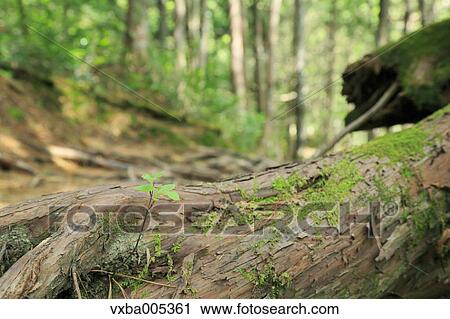 Nagano Prefecture, Japan View Large Photo Image Stock Image - Nagano Prefecture, Japan. Fotosearch