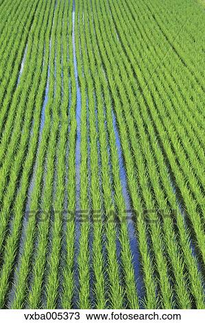 Stock Image - Nagano Prefecture, Japan. Fotosearch