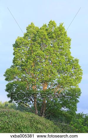 Stock Image - Nagano Prefecture, Japan. Fotosearch