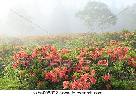 Nagano Prefecture, Japan View Large Photo Image Stock Image - Nagano Prefecture, Japan. Fotosearch