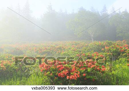 Stock Image - Nagano Prefecture, Japan. Fotosearch
