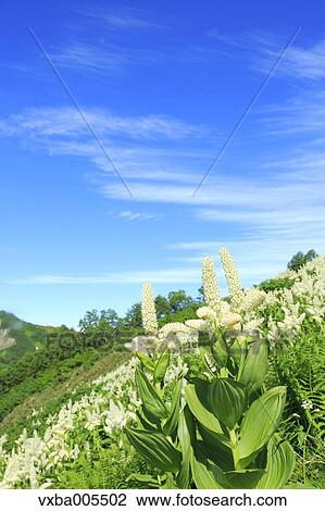 Stock Image - Nagano Prefecture, Japan. Fotosearch