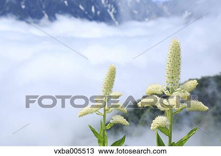 Nagano Prefecture, Japan View Large Photo Image Stock Image - Nagano Prefecture, Japan. Fotosearch